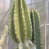cereus_lamprospermus_ssp._colosseus